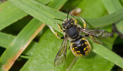 European Wool-carder Bee / Grote wolbij