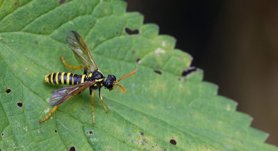 Figwort sawfly / Helmkruidbladwesp