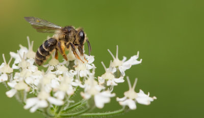 Grey-banded Mining Bee / Kruiskruidzandbij