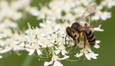 Grey-banded Mining Bee / Kruiskruidzandbij