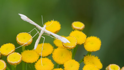 Gillmeria ochrodactyla / Zandvedermot