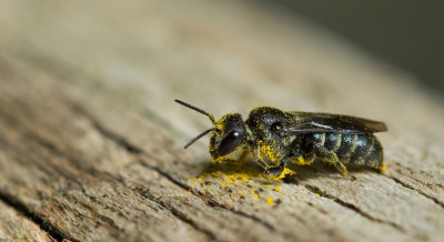 Stelis breviuscula / Gewone tubebij