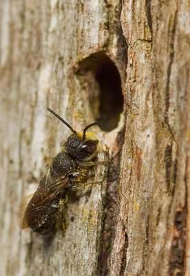 Large-headed Resin Bee / Tronkenbij 