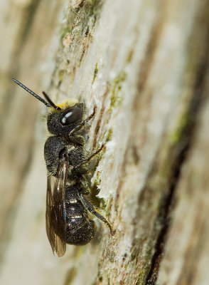 Large-headed Resin Bee / Tronkenbij 
