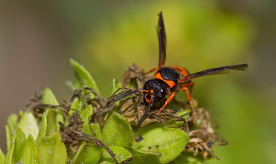 Ancistrocerus kerneri