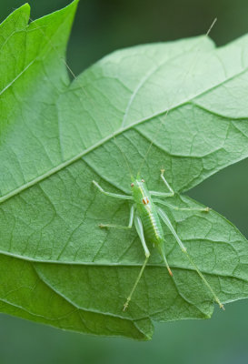 Southern Oak Bush-cricket / Zuidelijke boomsprinkhaan