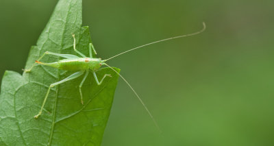 Southern Oak Bush-cricket / Zuidelijke boomsprinkhaan