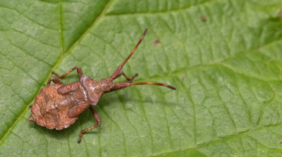 Dock Bug / Zuringwants 