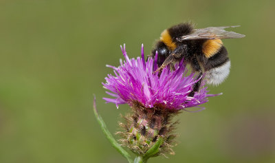 Buff-tailed Bumblebee / Aardhommel