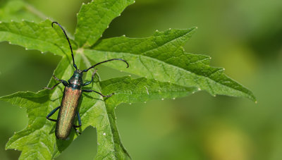 Musk Beetle / Muskusboktor
