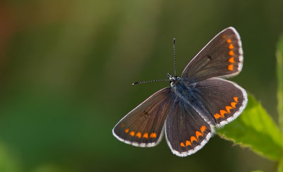 Brown Argus / Bruinblauwtje