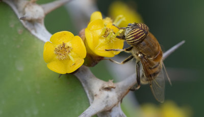 Band-eyed drone fly / Eristalinus taeniops