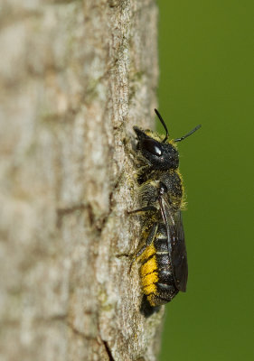 Large-headed Resin Bee / Tronkenbij