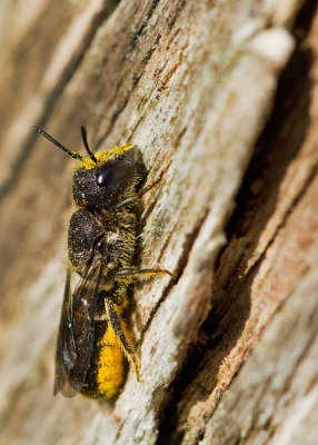 Large-headed Resin Bee / Tronkenbij
