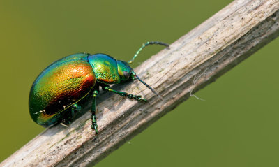 Tansy beetle / Groot goudhaantje