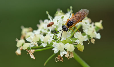 Selandria serva