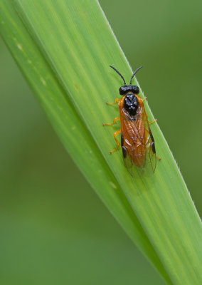 Selandria serva