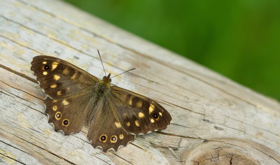 Speckled Wood / Bont zandoogje