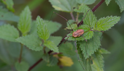 Opilio canestrinii / Rode hooiwagen