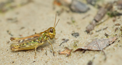 Mottled Grasshopper / Knopsprietje