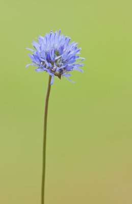 Jasione montana / Zandblauwtje