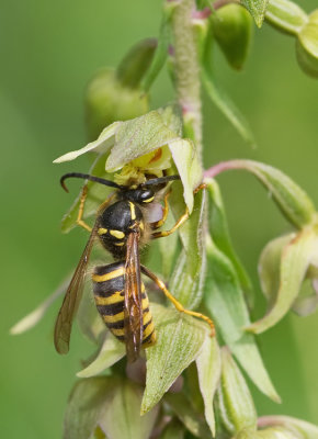 Tree Wasp / Boswesp