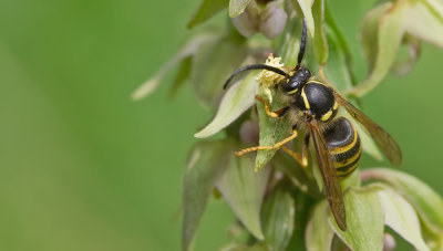 Tree Wasp / Boswesp
