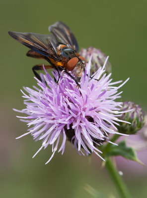 Phasia hemiptera / Wantssluipvlieg
