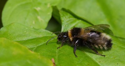 Garden bumblebee / Tuinhommel