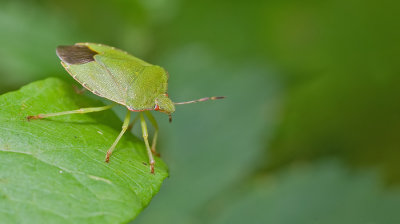 Green shield bug / Groene schildwants 