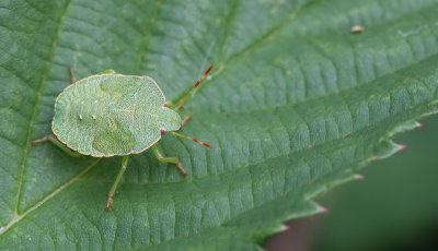 Green shield bug / Groene schildwants