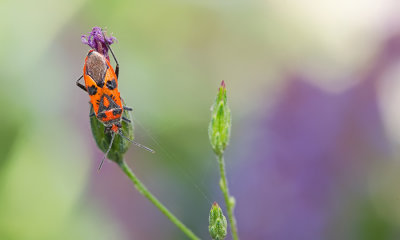 Cinnamon Bug / Kaneelwants