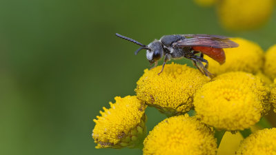 Sphecodes albilabris / Grote bloedbij