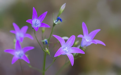 Spreading bellflower / Weideklokje