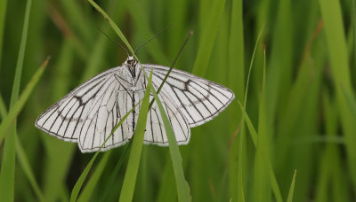 Black-veined Moth / Vals witje