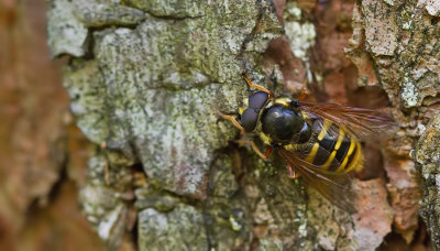 Bog Hoverfly / Gele veenzweefvlieg