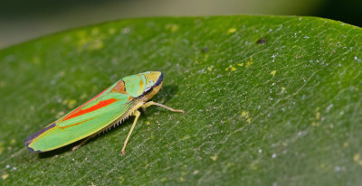 Rhododendron leafhopper / Rododendroncicade