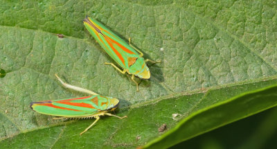 Rhododendron leafhopper / Rododendroncicade