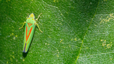 Rhododendron leafhopper / Rododendroncicade