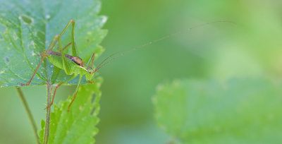 Speckled Bush-cricket / Struiksprinkhaan