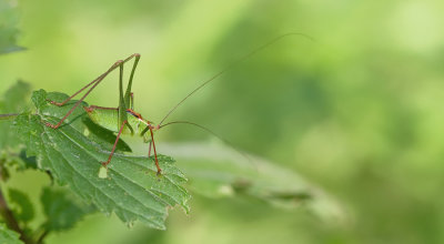 Speckled Bush-cricket / Struiksprinkhaan