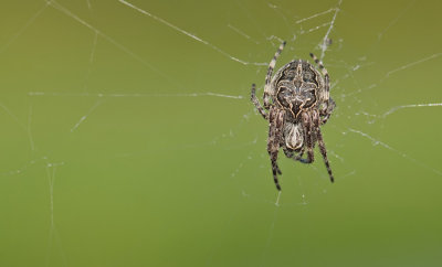 Gray Cross Spider / Brugspin
