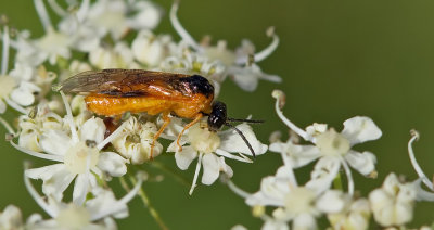 Selandria serva