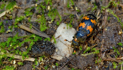 Burying beetle / Krompootdoodgraver