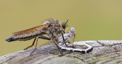 Golden-tabbed Robberfly / Roodbaardroofvlieg