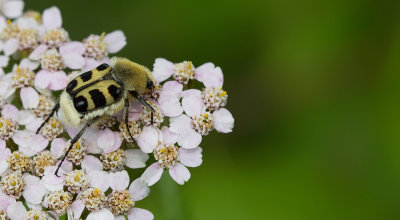 Bee Beetle / Penseelkever