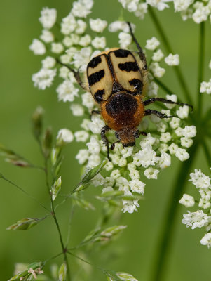 Bee Beetle / Penseelkever