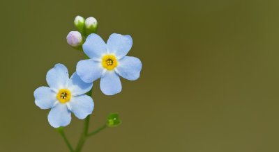 True Forget-Me-Not / Moerasvergeet-mij-nietje