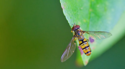 Marmalade Hoverfly / Snorzweefvlieg