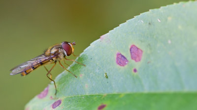 Marmalade Hoverfly / Snorzweefvlieg